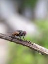 TheÃÂ houseflyÃÂ & x28;Musca domestica& x29; is a fly of the suborder Cyclorrhapha, green leaves to sit housefly